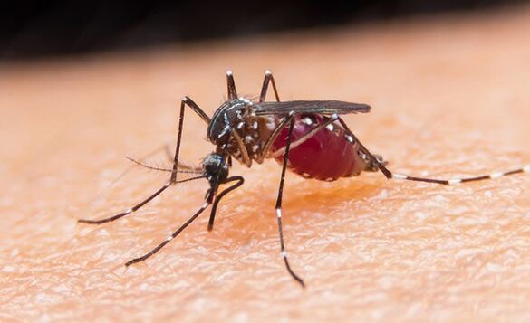 კოღო პროტოზოული პარაზიტებისა და მალარიის მატარებელია